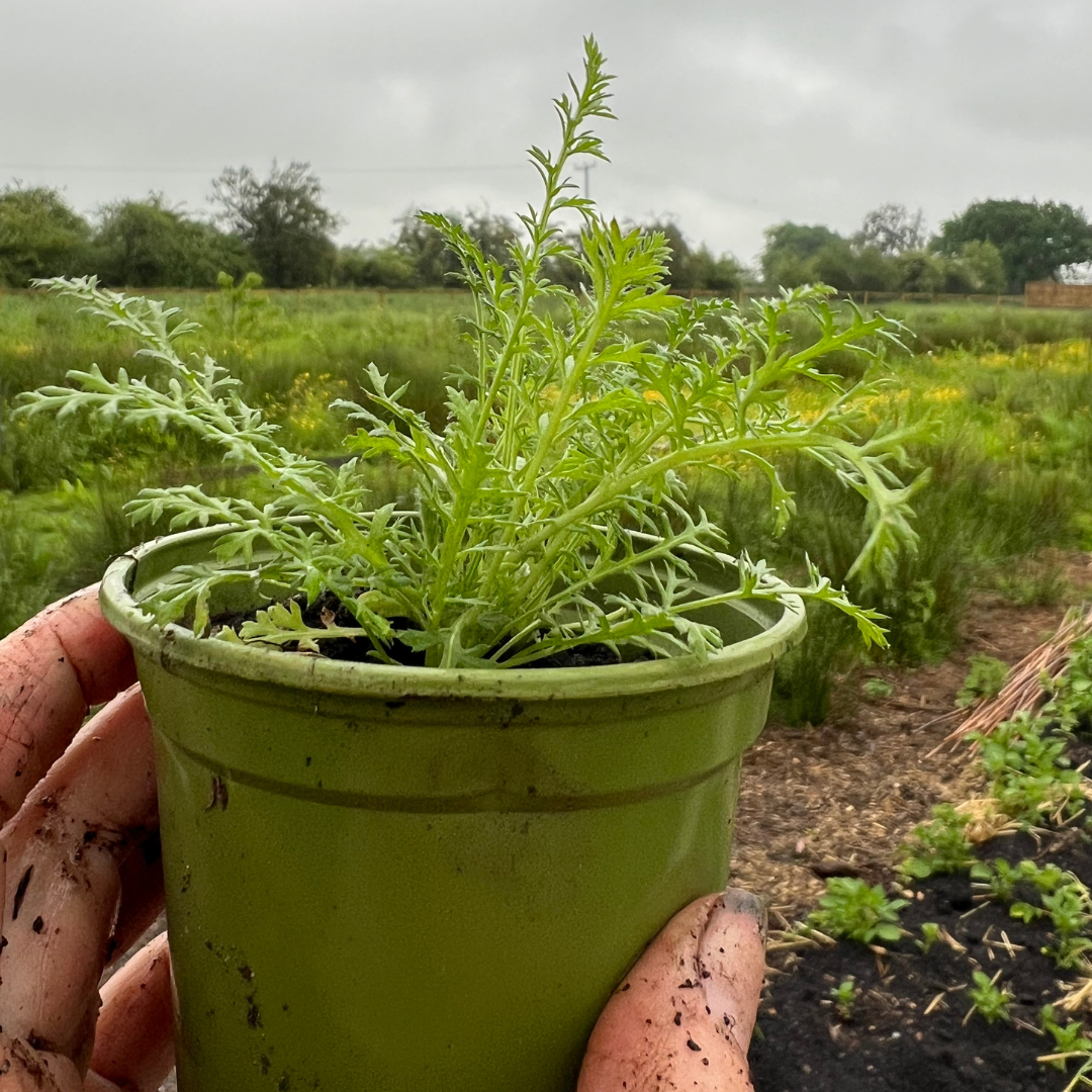 Achillea Millefolium- White Yarrow Perennial Garden Ready Plant in Pot