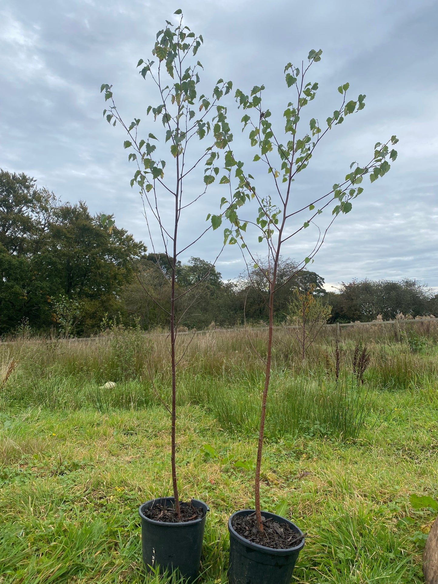 Potted Silver Birch (Betula pendula)
