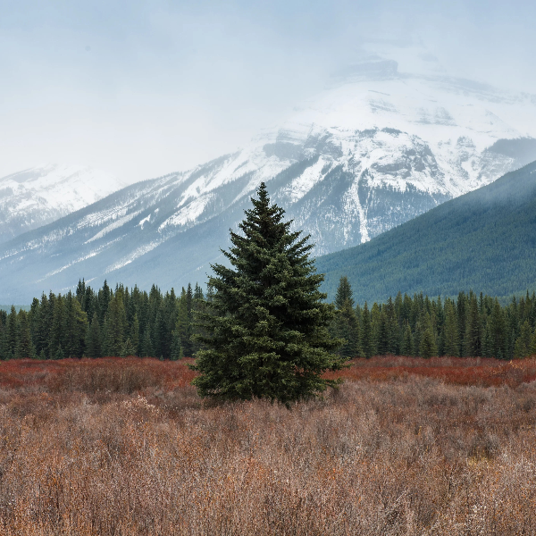 Finding Calm in December's Chaos