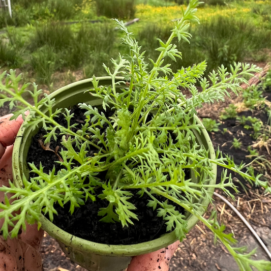 Achillea Millefolium- White Yarrow Perennial Garden Ready Plant in Pot