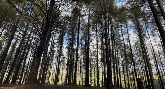 Sunday Forest Therapy  - Beacon Fell - March 22nd