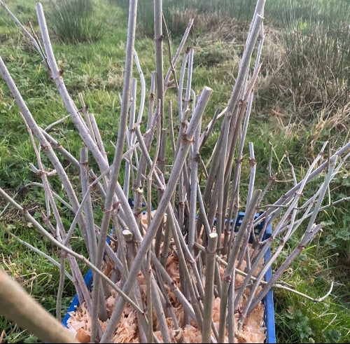 home gathered elder cuttings in wet shavings