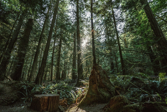 Forest Therapy Session - Beacon Fell - Saturdays