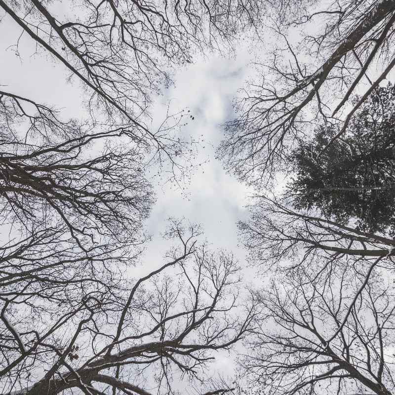 Forest Therapy Session - Lancaster - Monday Morning - 10am