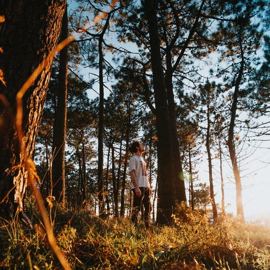 Forest Therapy Session - Beacon Fell - Sunday 7th Dec 10.30am