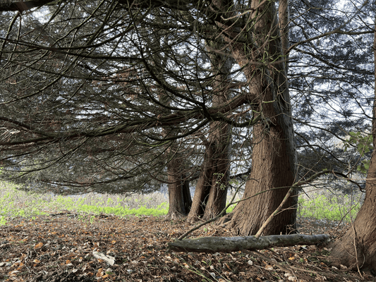 One to One Forest Therapy Session