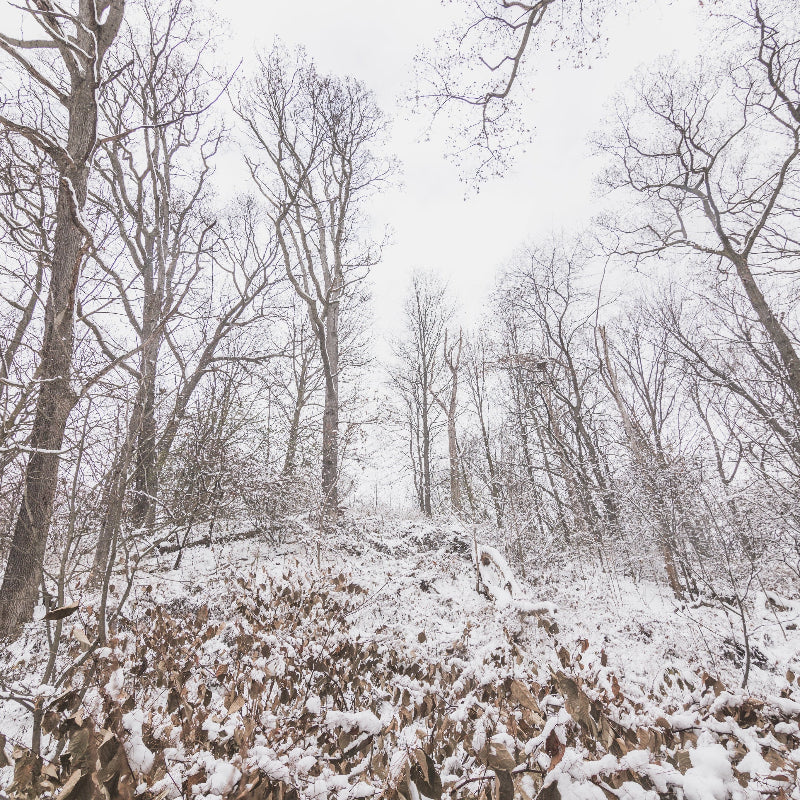 Winter Solstice Forest Therapy  - Goosnargh - Sunday 21st Dec 10am
